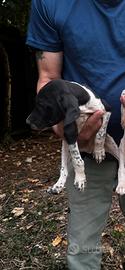Bracco pointer di 60 giorni