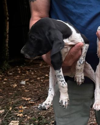 Bracco pointer di 60 giorni