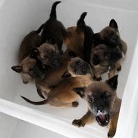 Cuccioli di pastore belga Malinois