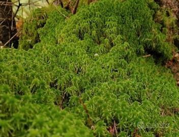 Muschio di sfagno