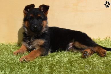 Cuccioli di pastore tedesco pelo lungo e corto