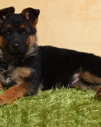 Cuccioli di pastore tedesco pelo lungo e corto