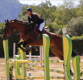 Cavallo stallone sella italiano