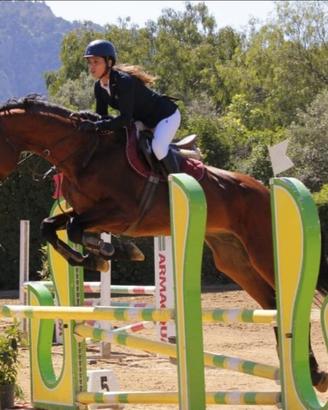 Cavallo stallone sella italiano