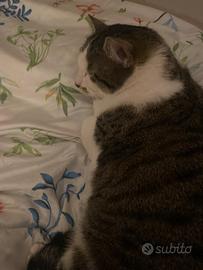 Gattina nata luglio 2023