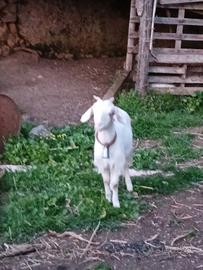 Capra sannen × siriano