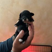 Barboncini Toy Femmine