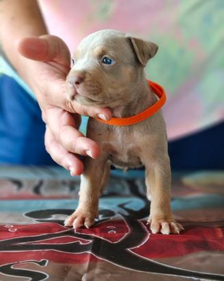 Pitbull