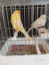 Lancashire c a n a r i n i