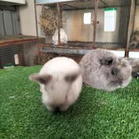 Conigli Ariete x Minilop