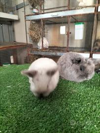 Conigli Ariete x Minilop