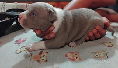 American Bully