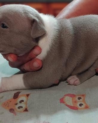 American Bully