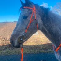 Cavallo anglo arabo da endurance