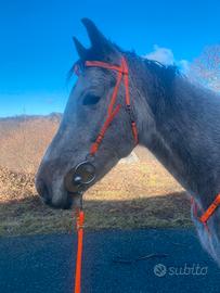 Cavallo anglo arabo da endurance