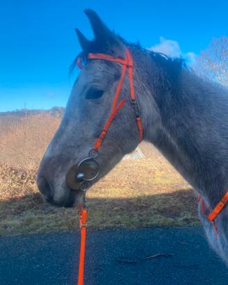Cavallo anglo arabo da endurance