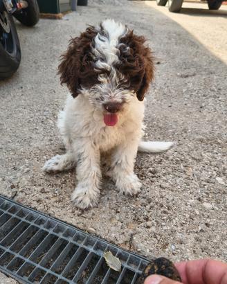 Cuccioli di lagotto romagnolo (PEDIGREE)