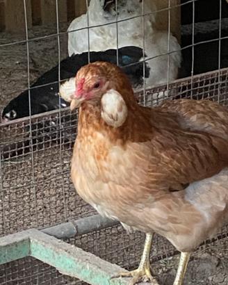 Galline ornamentali