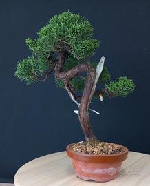 Bonsai ginepro var. chinensis