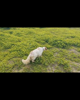 Setter cucciolone pronta caccia con pedigree