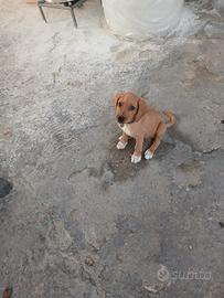Cucciolo di meticcio gratis