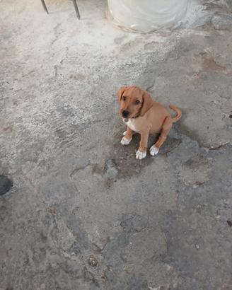 Cucciolo di meticcio gratis