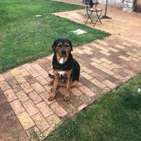 Cuccioli di rottweiler