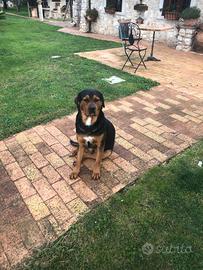 Cuccioli di rottweiler