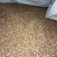 Grano senatore cappelli