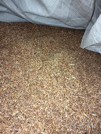 Grano senatore cappelli