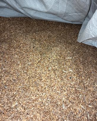 Grano senatore cappelli