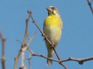 C.ERCO canarino pettogiallo