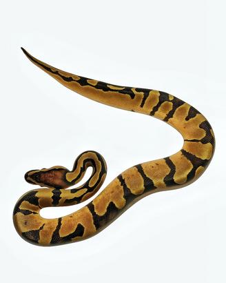 Rettili, pitone reale