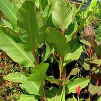 Canna Banano, Musifolia Grande, Canna Giant