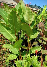 Canna Banano, Musifolia Grande, Canna Giant