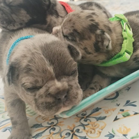Bulldog francese cuccioli