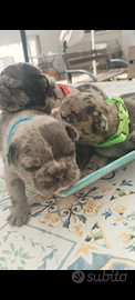 Bulldog francese cuccioli