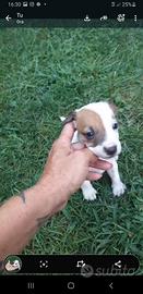 Cuccioli jack russel