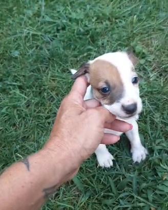 Cuccioli jack russel