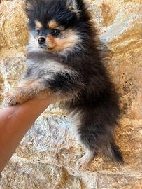 Cucciola Spitz nano tedesco