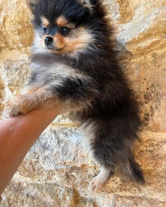 Cucciola Spitz nano tedesco