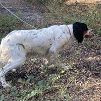Cucciola setter inglese. Caccia alla quaglia