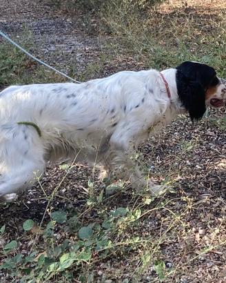 Cucciola setter inglese. Caccia alla quaglia