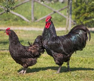 Gallina australop ovaiole