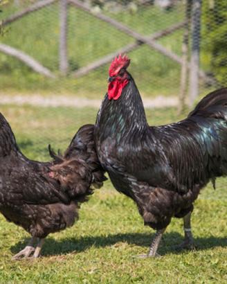 Gallina australop ovaiole