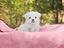Immagine 14