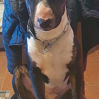 Maschio Bull Terrier