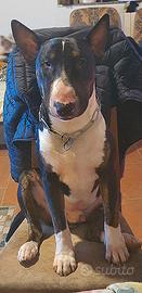 Maschio Bull Terrier