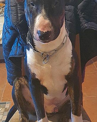 Maschio Bull Terrier