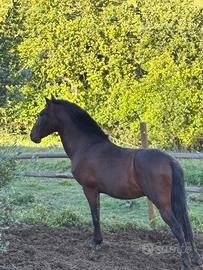 Puledro pura razza spagnola